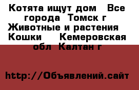 Котята ищут дом - Все города, Томск г. Животные и растения » Кошки   . Кемеровская обл.,Калтан г.